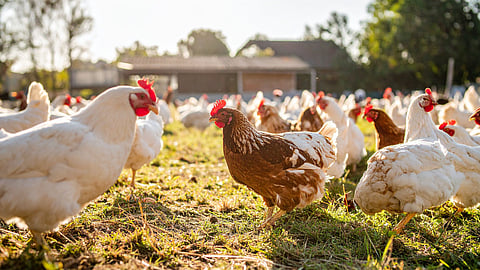 Dutch poultry imports halted anew