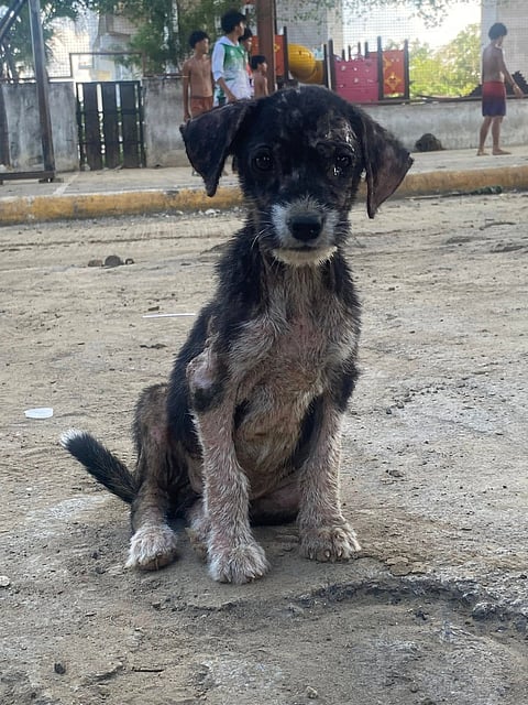 (Photo courtesy of PAWS)