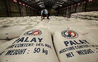 Government sets NFA as temporary palay price benchmark