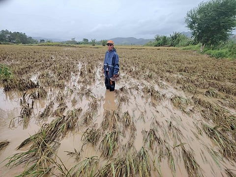 They are all gone...Uncle Ampac was much devastated as his hope of getting good harvests in order to sell them and get the needed money to pay of his debts was shattered by Super Typhoon Uwan. |Aldwin Quitasol. Photo Courtesy of Cordillera Disaster Response and Development Services.
