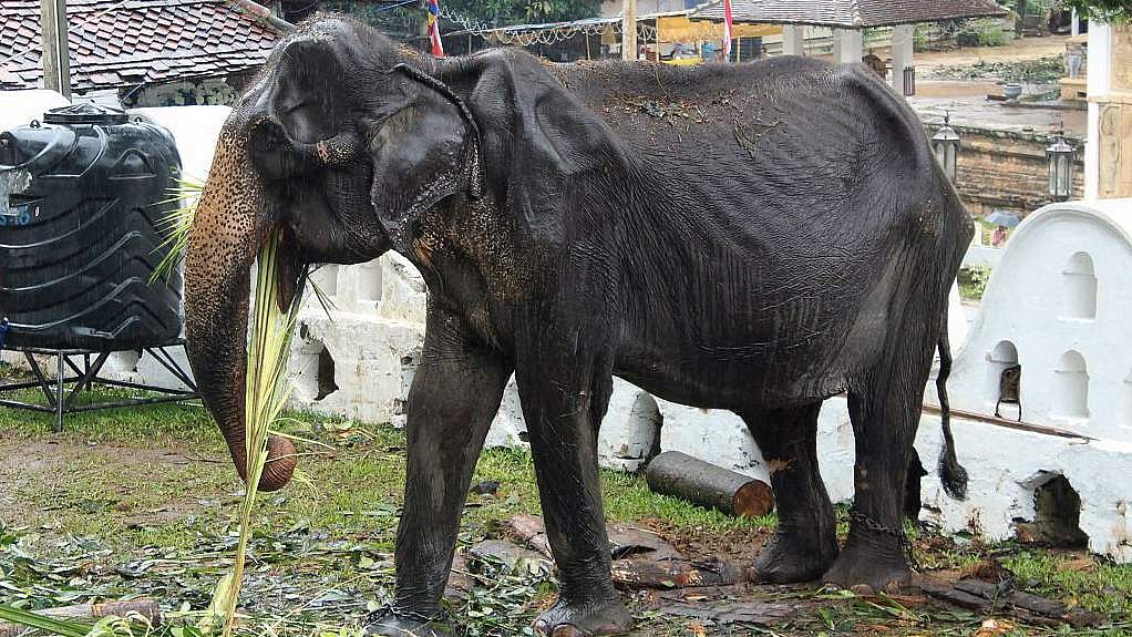 Sri Lanka probes elephants cruelty