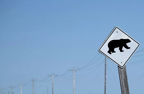 Canada searches for grizzly bear that attacked kids