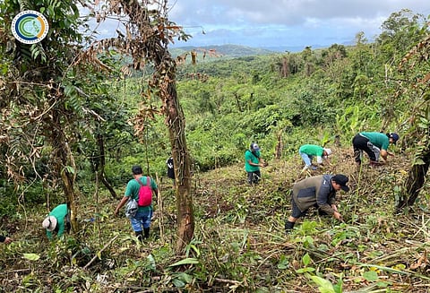 
SOME 400 seedlings of banaba, langka and acacia were planted at the Caliraya-Lumot Watershed on 19 November.