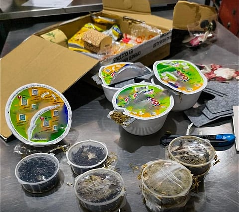 Millipedes found in UK-bound parcel