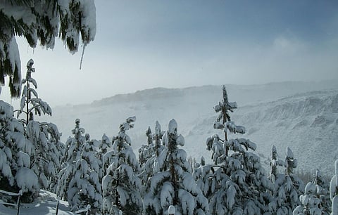 Snow-covered pines in Hokkaido, the destination is now reachable again through PAL’s seasonal Manila–Sapporo flights.