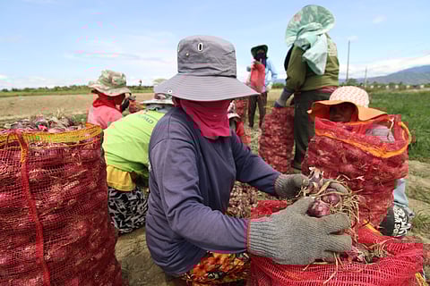 The Province of Nueva Ecija is the second biggest contributor in the agriculture, forestry and fishing (AFF) sector in the country for the year 2024. 