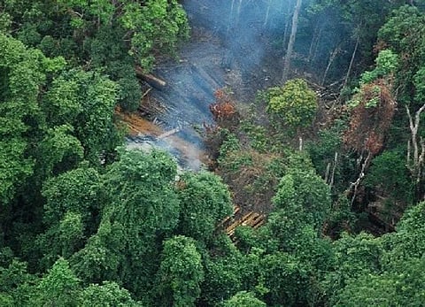 PHl exporters pressed to prepare for EU deforestation rules