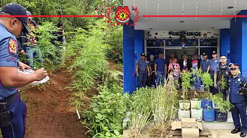P265K marijuana plant uprooted near Bukidnon national highway