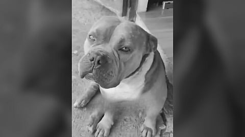 AKF wants dog killer punished