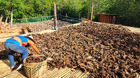 SEA-SOAKED and chopped coconut husks are dried under the sun.