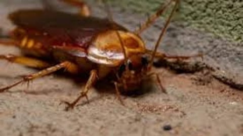 DepEd probes ‘abusive’ Tondo teacher