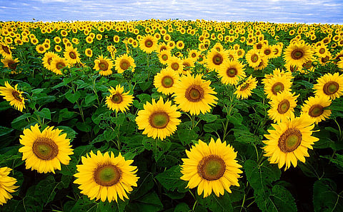 THOUSANDS of tons of sunflower oil were lost in the Russian strikes. 