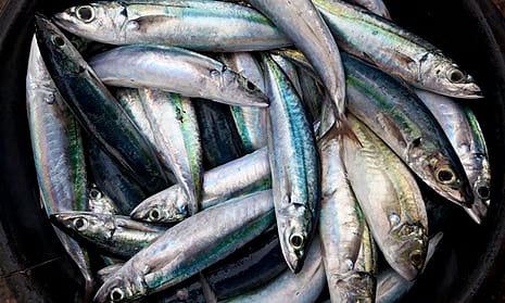 EU protests UK-Norway deal allowing mackerel overfishing