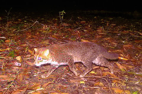 THE flat-headed cat seen in southern Thailand’s Princess Sirindhorn Wildlife Sanctuary. 