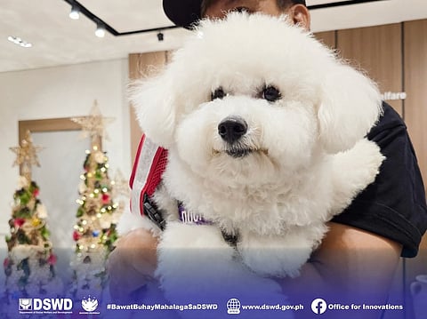 Angel Pets, a DSWD and PAWS program provides support to clients facing mental and emotional challenges