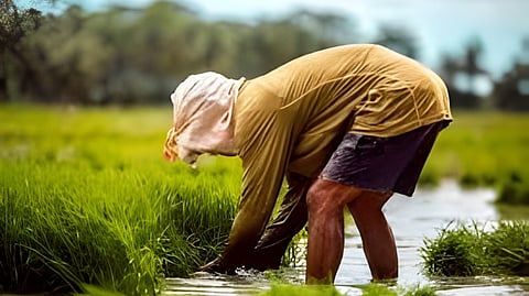 A farmer’s year: Challenges, gains