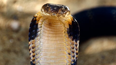 Why now is the riskiest time to encounter a king cobra
