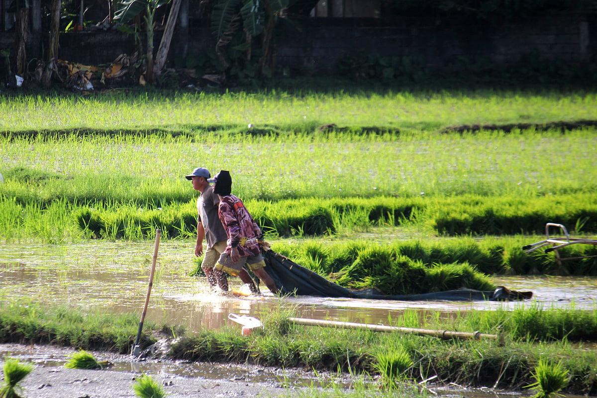 Eastern Samar rice farmers receive financial aid