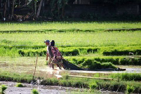 Two farmers haul rice seedlings from a nursery to a leveled field in Morong, Bataan. Rice transplanting is a common method in Asia for establishing uniform stands, giving crops a head start over weeds, and achieving higher yields, done either manually or by machine. 
