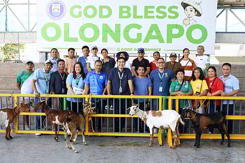 Some of the 33 goats that were distributed to 11 beneficiaries at the Animal Dispersal Program at the Rizal Triangle in Olongapo City on January 6, 2025.
