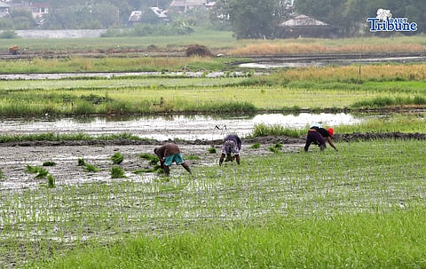 (January 08 2026) Farmers start planting rice at the rice field in Tanay Rizal on Thursday January 8 2026, In many places, the time of planting rice is December - January is significant during the dry season to avoid the cold spell. Photo/Analy Labor
