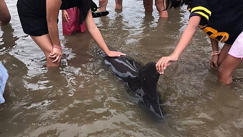 A stranded dolphin was rescued off the coastal area of Sitio Lipata, Barangay Bucalbucalan in Sorsogon City on January 9, 2026.