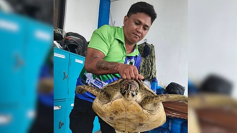 A Tacloban City fisherman rescues two green sea turtles in one week, highlighting conservation efforts amid IUCN warnings that some turtle populations remain threatened.