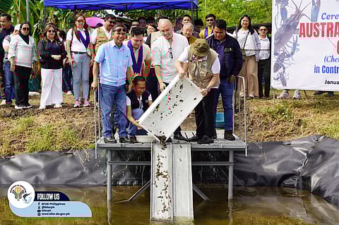 The Department of Agriculture  (DA) is pushing for the commercial viability of the Australian redclaw crayfish in the Philippine market. 