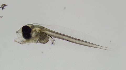 Iloilo savants score tuna spawning breakthrough