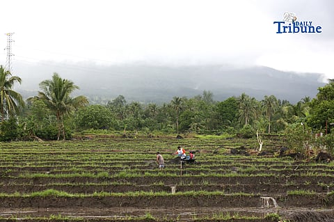  Residents from Brgy. Sto. Domingo living near mayon volcano build a temporary shelters made of bamboo, coconut and anahaw leaves, locally they called “ranso” at a hillside in Santo Domingo, Albay on Monday January 19 2026, for their temporary evacuation in case the mayon volcano erupts and the local government conduct a forces evacuation to the residents living near the volcano. Photo/Analy Labor
