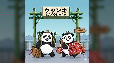 LEI Lei and Xiao Xiao leaves on 27 January. 