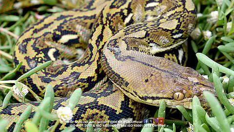 The Department of Environment and Natural Resources (DENR) conducted a wildlife retrieval operation on a reticulated python that was discovered at Barangay Bayan-bayanan in Malabon City on January 9, 2026.