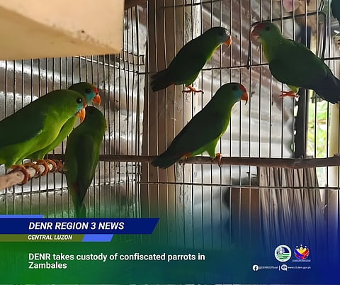 The Department of Environment and Natural Resources (DENR) has taken custody of nine Philippine Hanging Parrots that were turned over by the Philippine National Police (PNP) as part of the government’s thrust to protect the country’s wildlife and biodiversity.