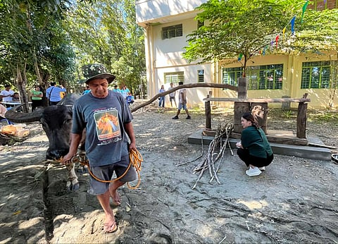 A CARABAO-powered dadapilan presses sugarcane stalks to extract bennal.