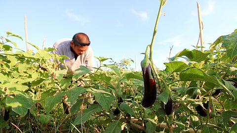 LEARNING organic vegetable production techniques offers health, environmental and economic benefits.