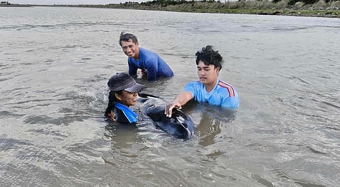 A stranded whale was rescued near the shores of Barangay Bisagu in the town of Aparri, Cagayan on January 21, 2026.