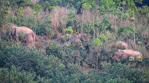 Contraceptive vaccine to limit elephant births