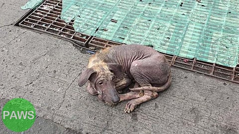 EVERY pet deserves a loving home, not a life on the streets.