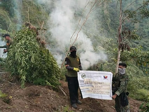 PDEA destroys P48.9M worth of marijuana in Ilocos Sur, Benguet