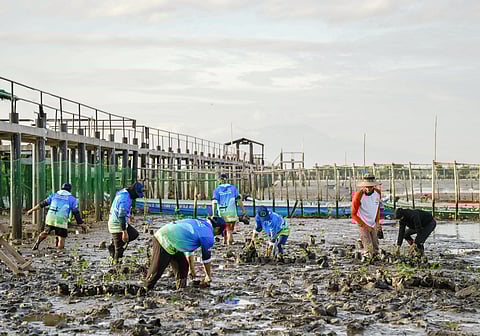 The AboitizPower, thru private limited partnerships GNPower Mariveles Energy Center (GMEC) and GNPower Dinginin (GNPD), and other stakeholders in Bataan have planted 500 mangrove saplings at the Orani Mangrove Conservation and Protection Project site at Barangay Kabalutan in the town of Orani, Bataan on February 2, 2026.