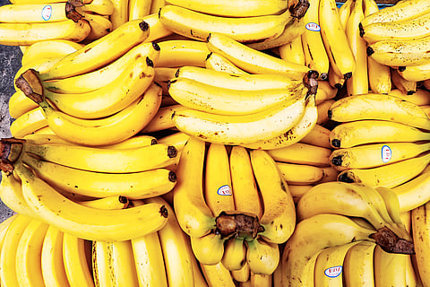THE latest figure in banana exports restores the country’s 2020 ranking and reverses the decline in export volumes from 2021 to 2024.  The sector recovered from disruptions caused by pest infestations and adverse weather that constrained production and trade.