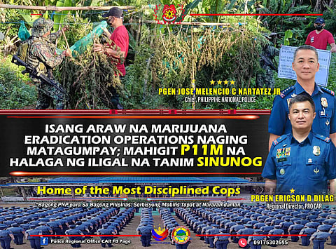 Cops destroy over P11M worth of marijuana in Benguet