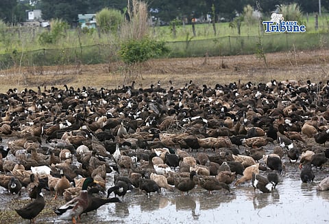 (February 05 2026) Ducks seen flocked eating near the pond in Baliuag Bulacan on Thursday February 5 2026. Photo/Analy Labor