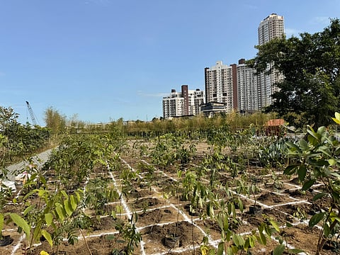 THE tree planting session led by Ayala Land, Inc. and Eton Properties Philippines will soon fill the Eco Forest in Parklinks estate with 50 native tree species from the Philippines.