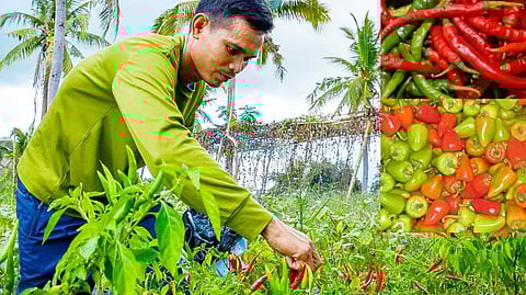 The Department of Agriculture (DA) allocated roughly P300 million this year to enhance climate-smart farming for high-value vegetables such as tomatoes, chili and bell peppers.