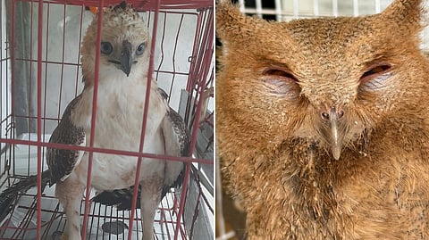 PHILIPPINE hawk-eagle and an owl were rescued in separate incidents in Central Luzon after a farmer in Aurora and a six-year-old boy in Pampanga found the weakened birds and turned them over to authorities for treatment and eventual release back into the wild.