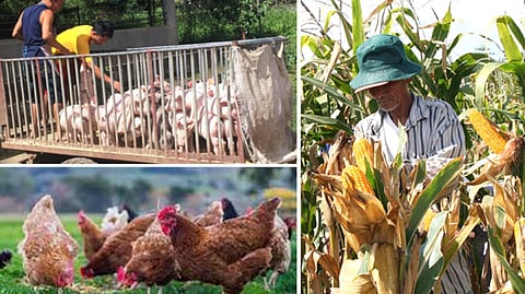 DA eyes village feed plan to cut costs, boost output