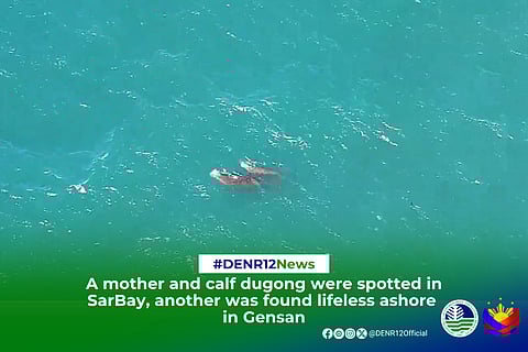 Mom, baby dugong spotted in Kiamba waters