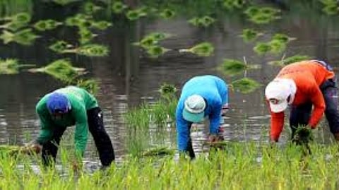 DA Secretary Francisco Tiu Laurel noted that the agricultural sector’s 3.1 percent growth in 2025 reflects the early impact of recent reforms, despite challenges including 23 storms last year, 22 of which struck during the second half, a critical period for harvests.