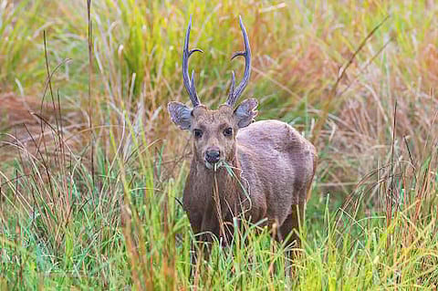 THE endangered hog deer was once plentiful throughout South and in Southeast Asia, including India, Pakistan, Burma and Thailand. The species now faces serious decline and a loss in genetic diversity.